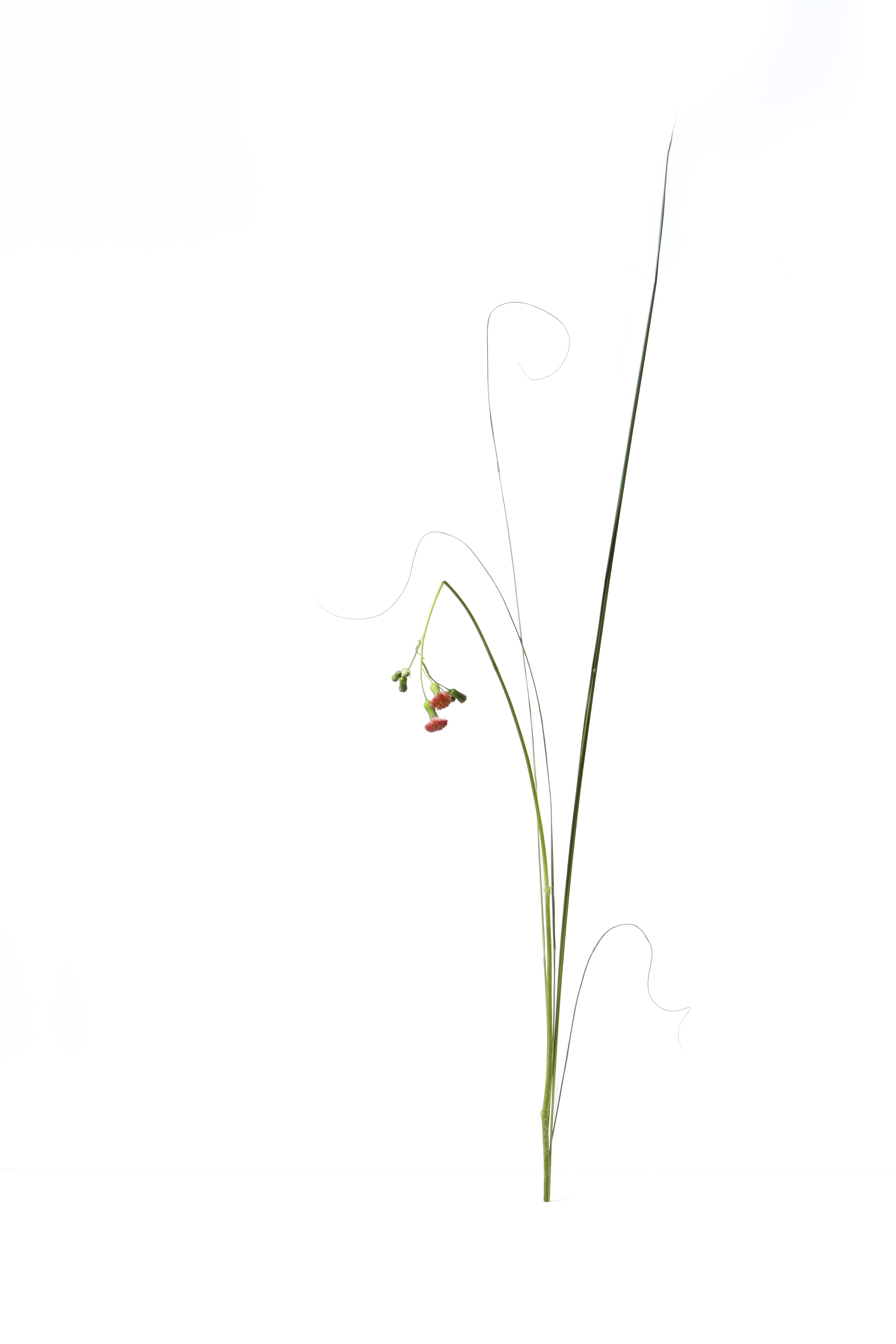 Botanical artwork