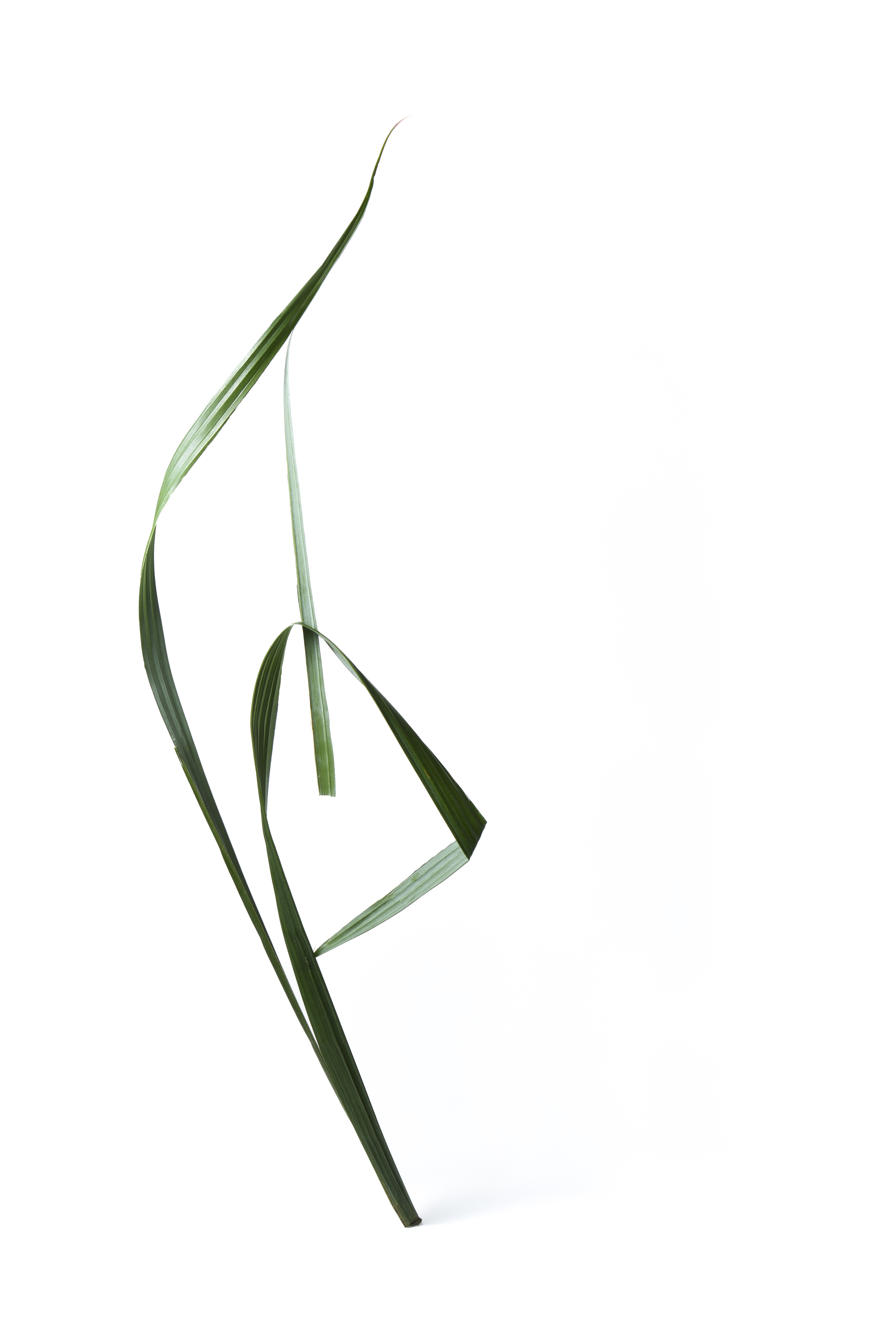 Palm leaf 1
