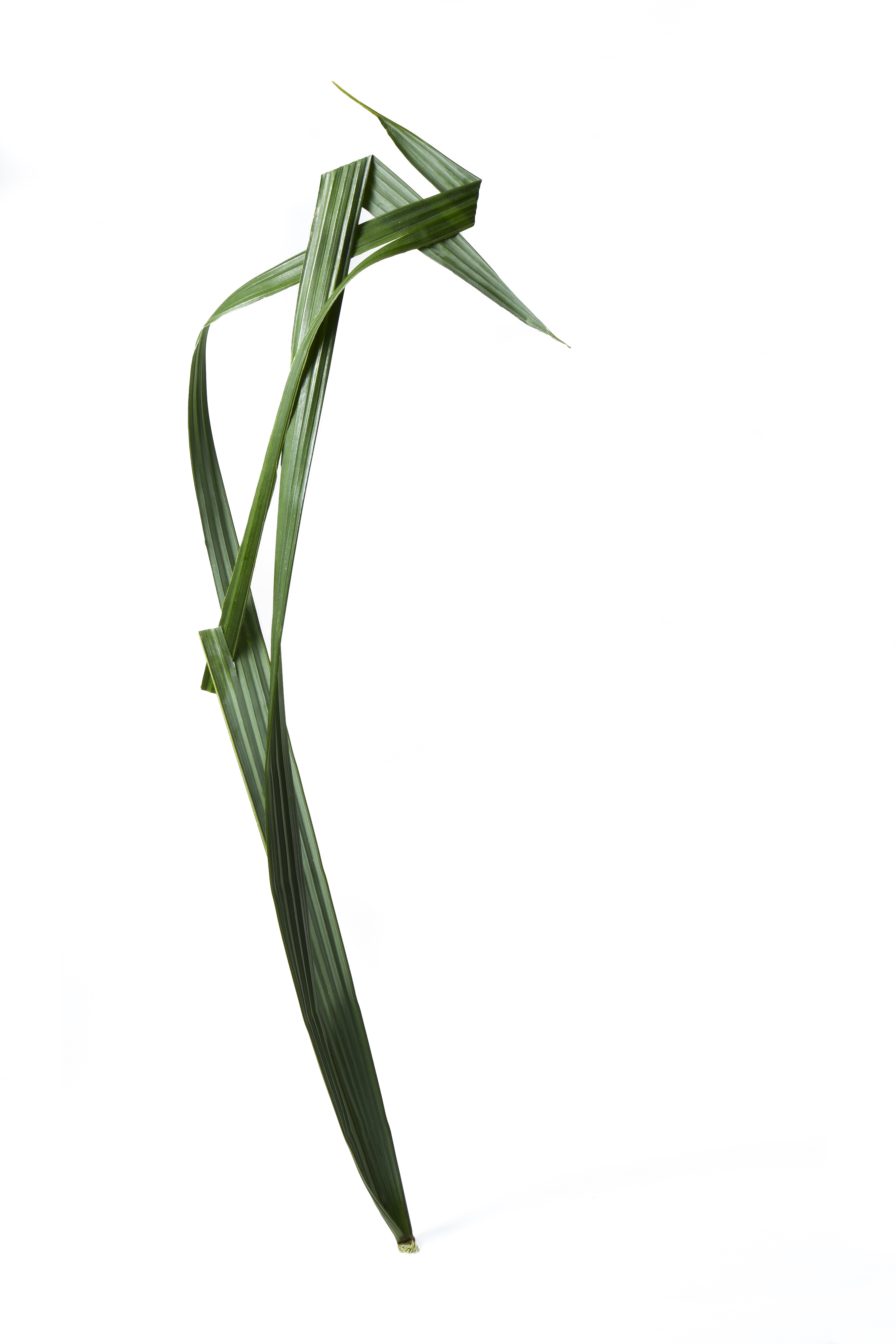 Palm leaf 2