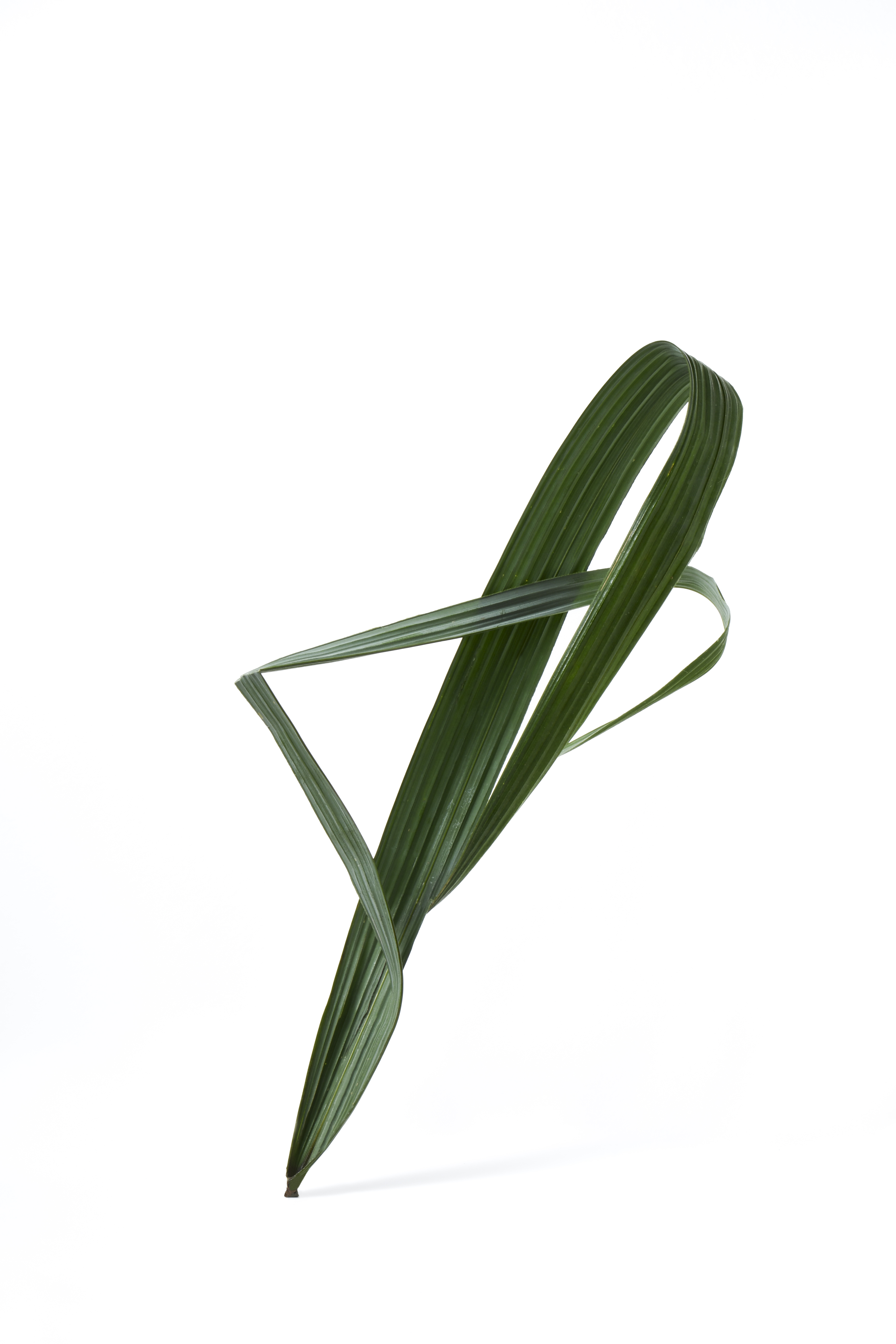 Palm leaf 3