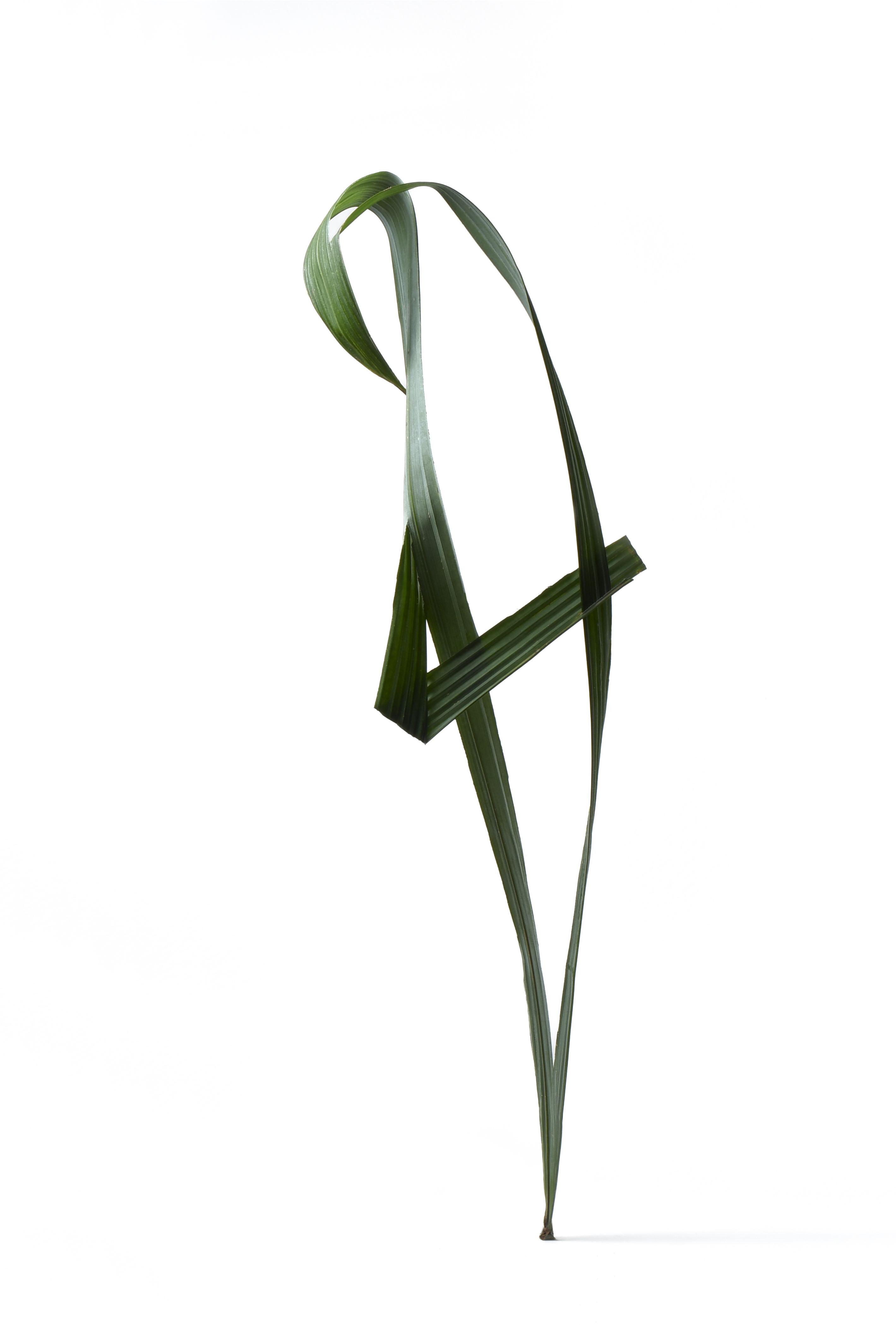 Palm leaf 4