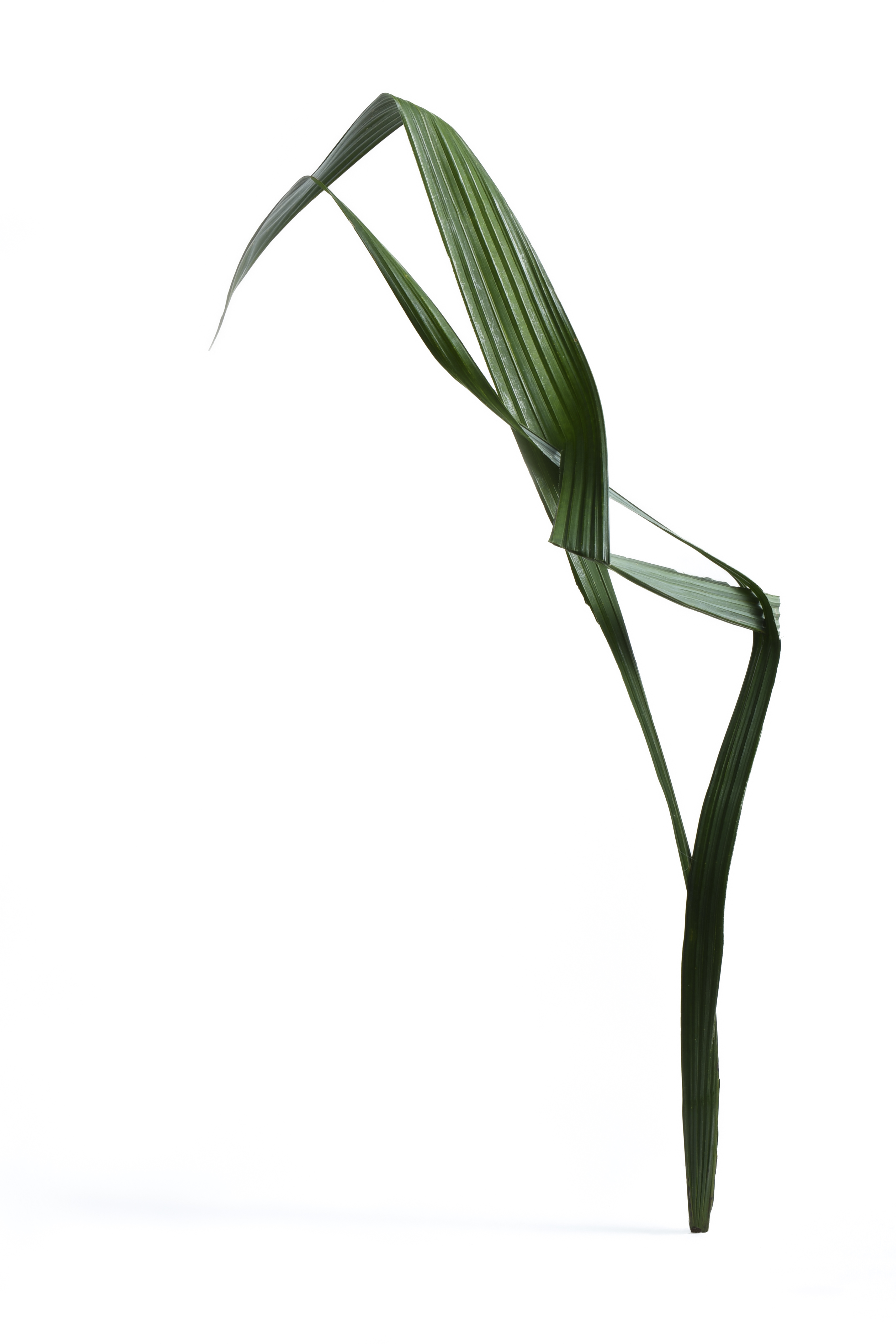 Palm leaf 5