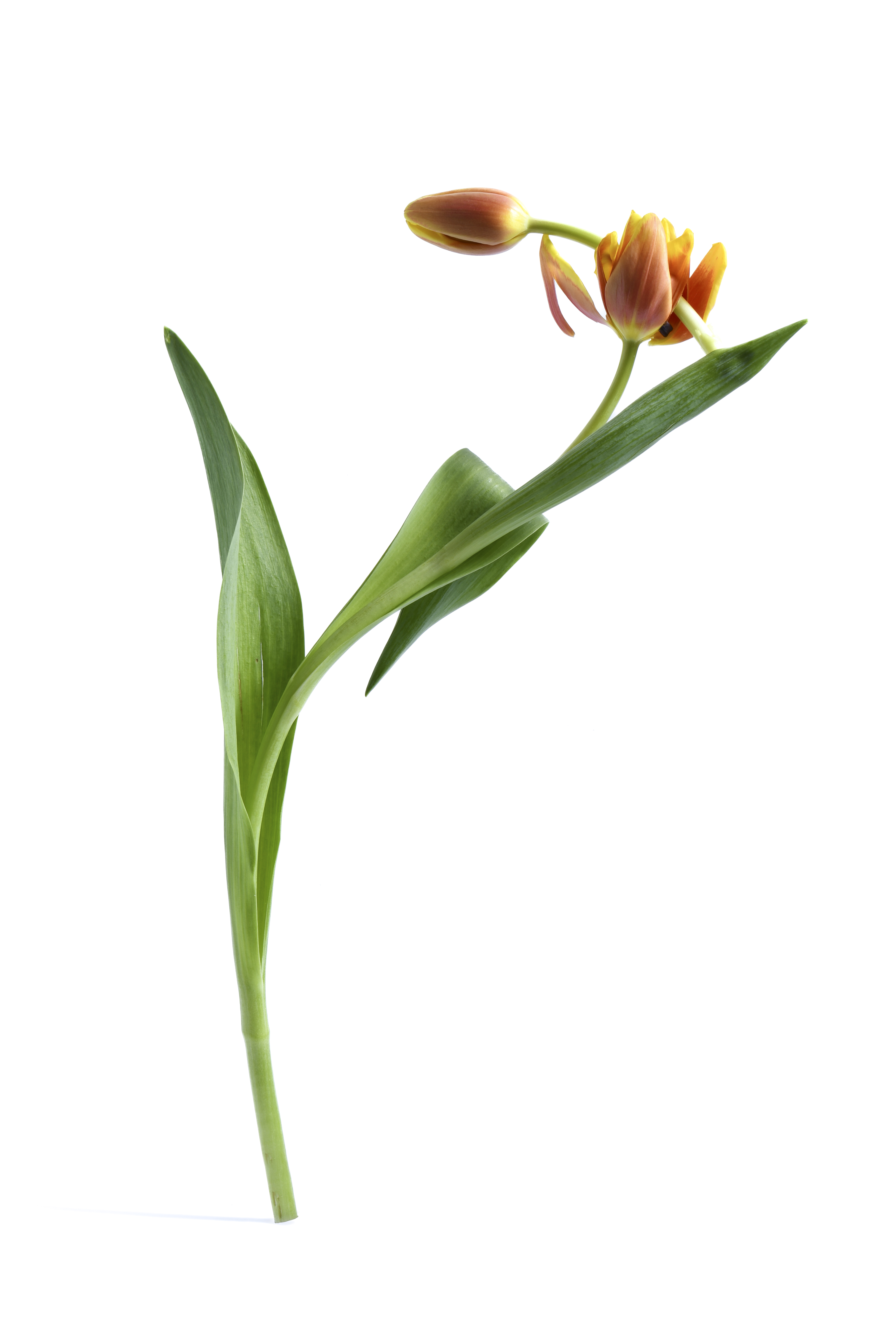 Tulip artwork 1