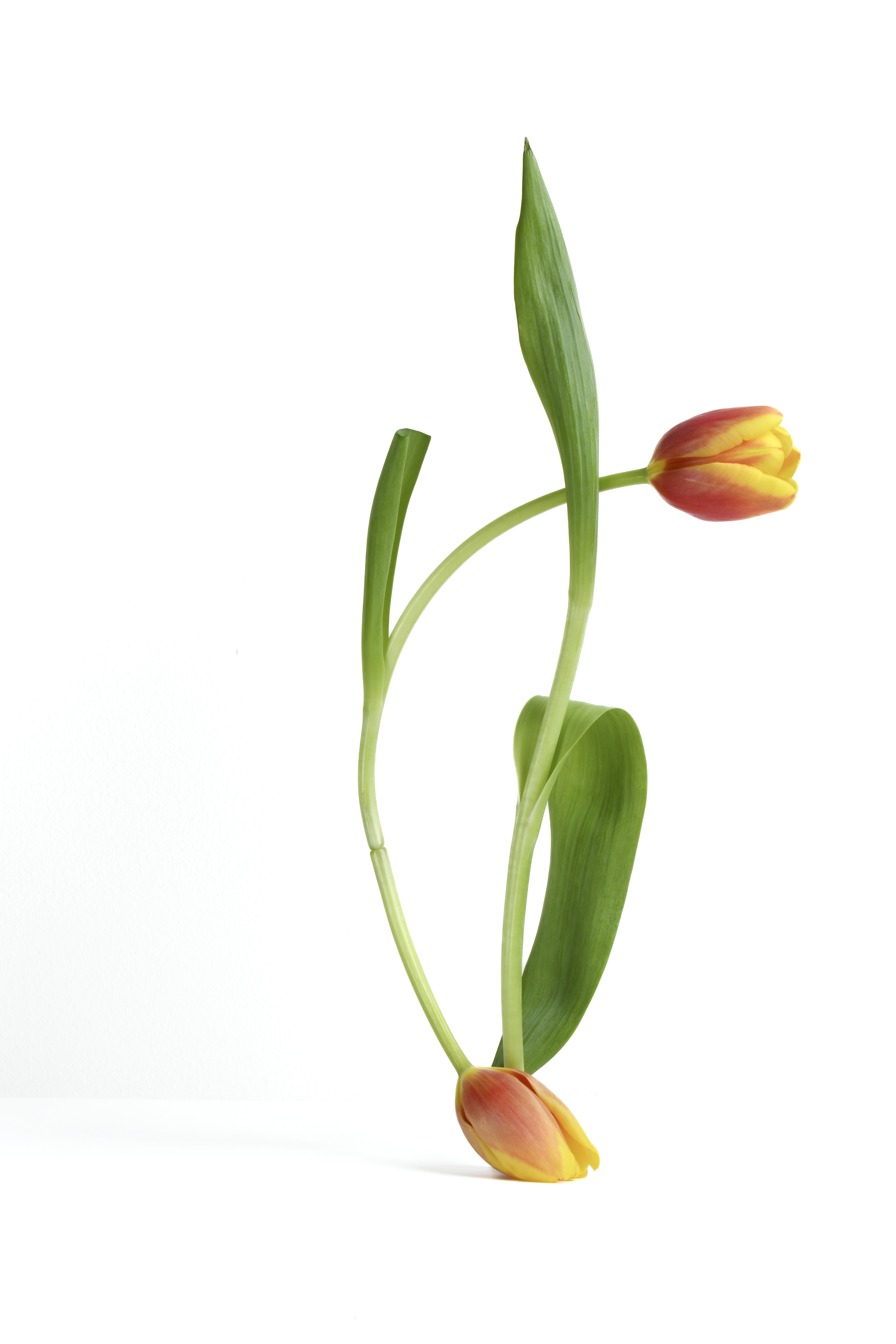 Tulip artwork 2