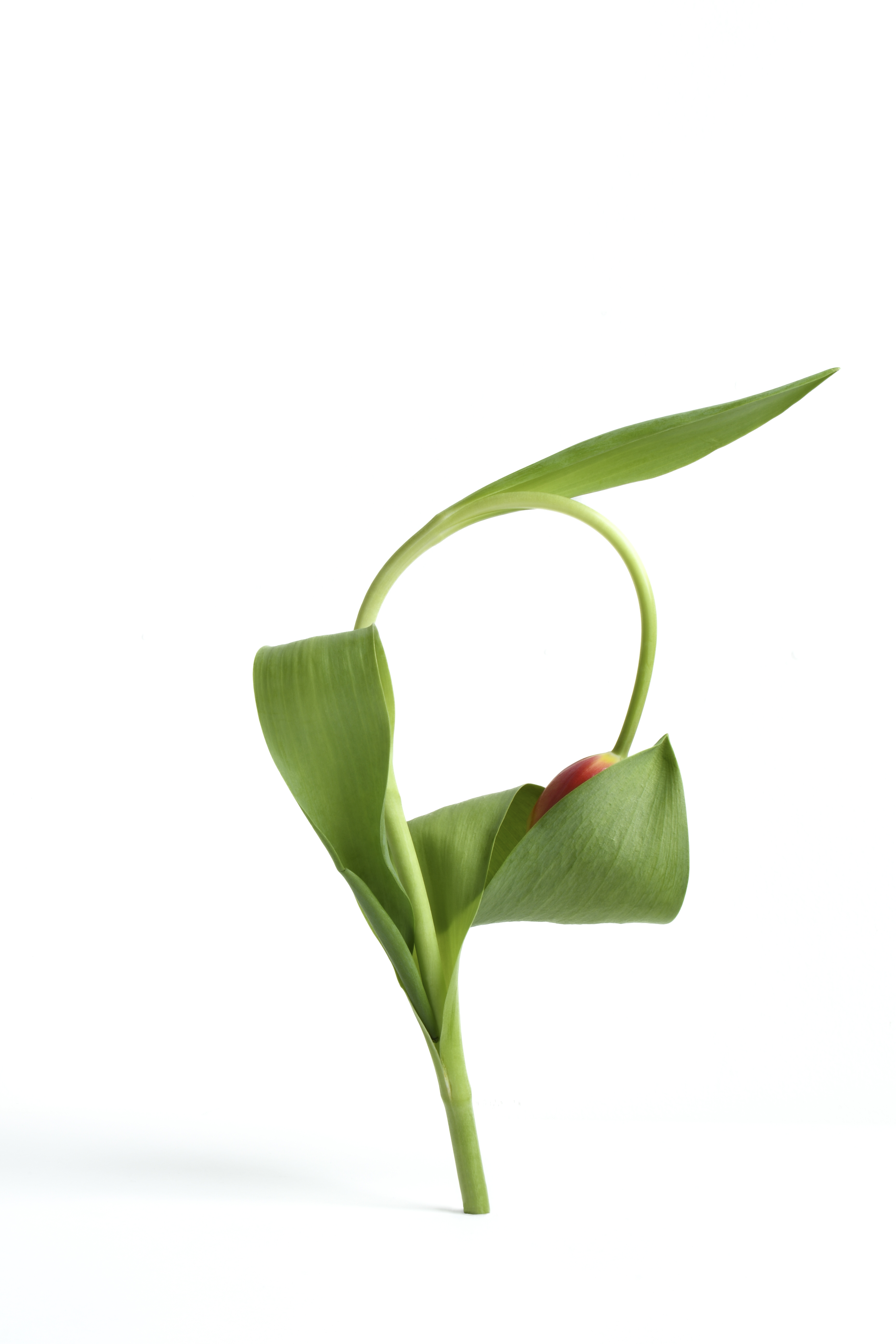 Tulip artwork 3