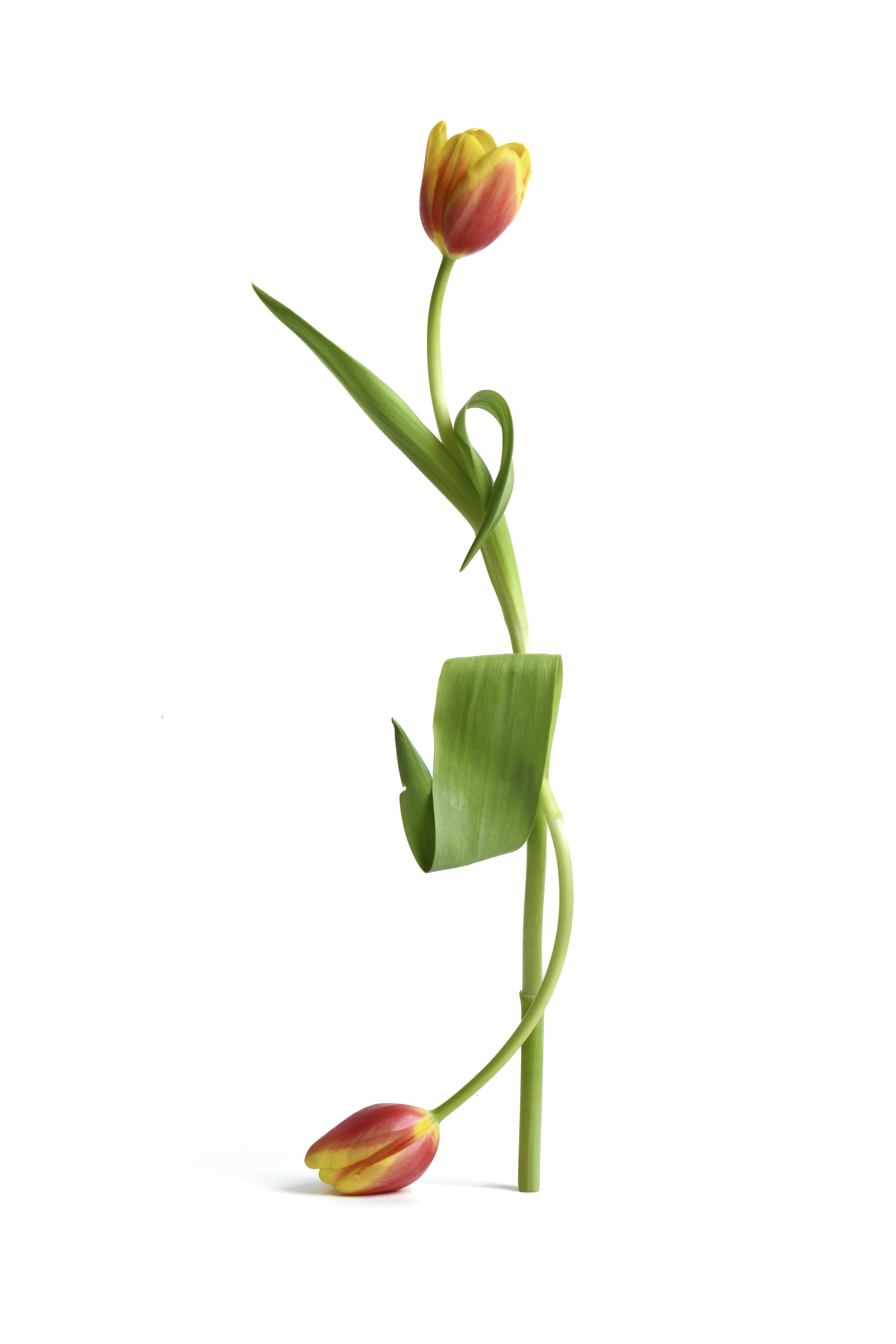 Tulip artwork 4